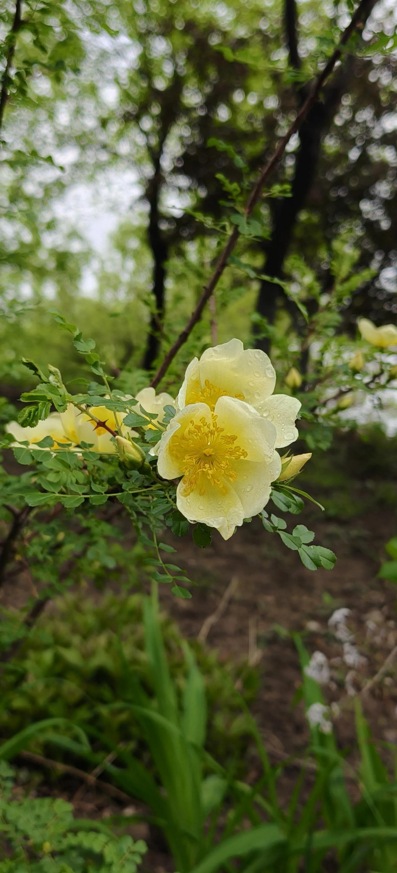 春日生活打卡季春风拂面，万物新生。愿你在这个春天，放下过往疲惫，心怀温柔与希望，