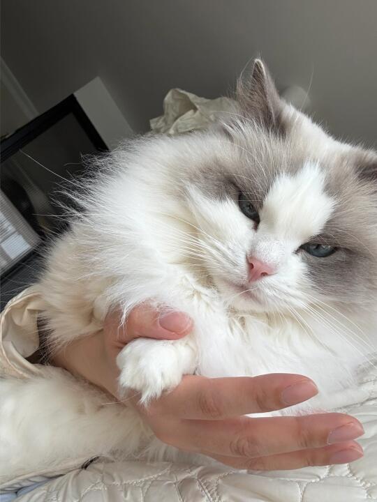 为什么这只流浪猫养不胖😠