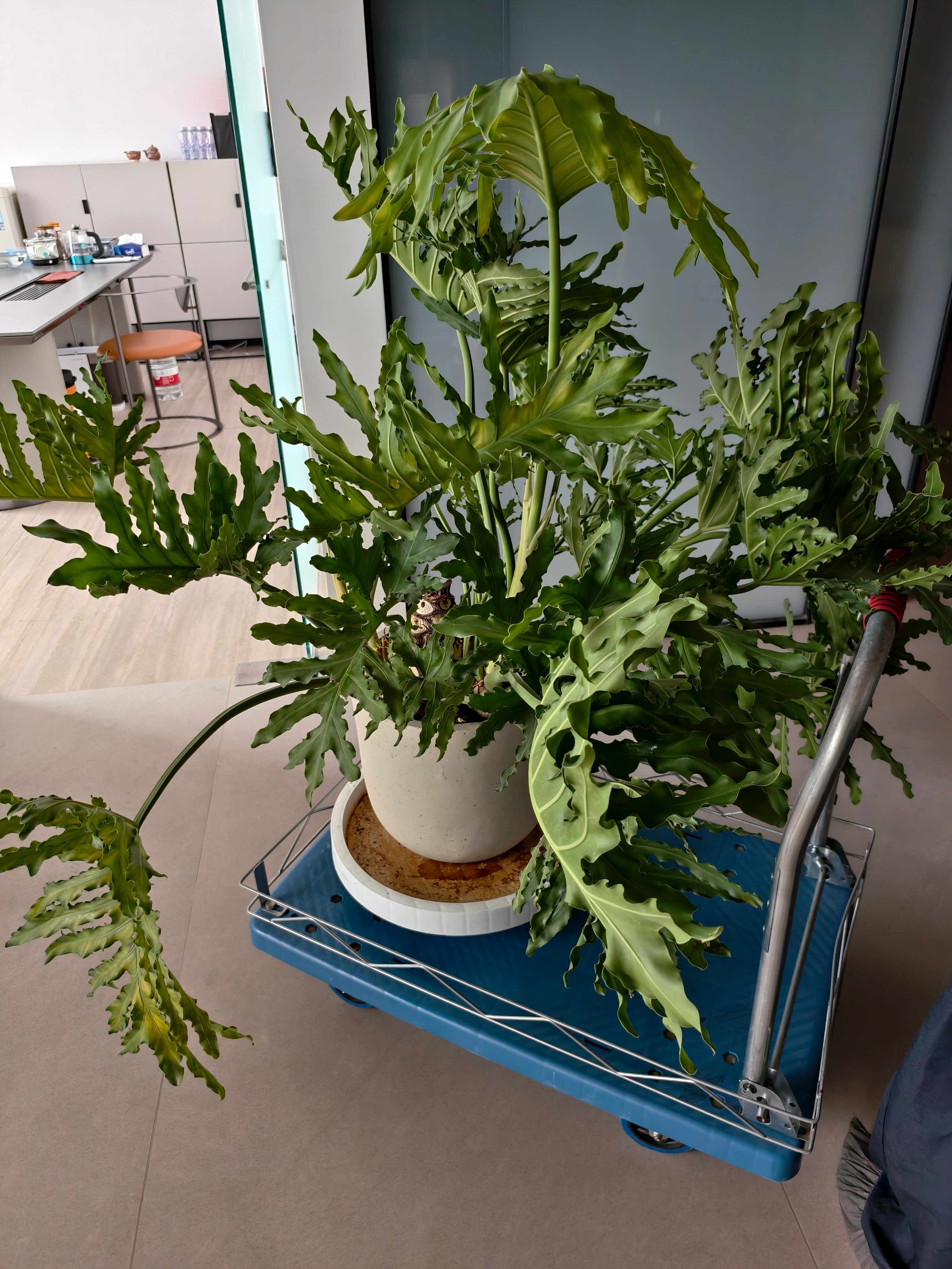植物都需要搬出去晒太阳不然就活不下去而我天天都关在办公室不知外面天晴还是下雨刘嘉