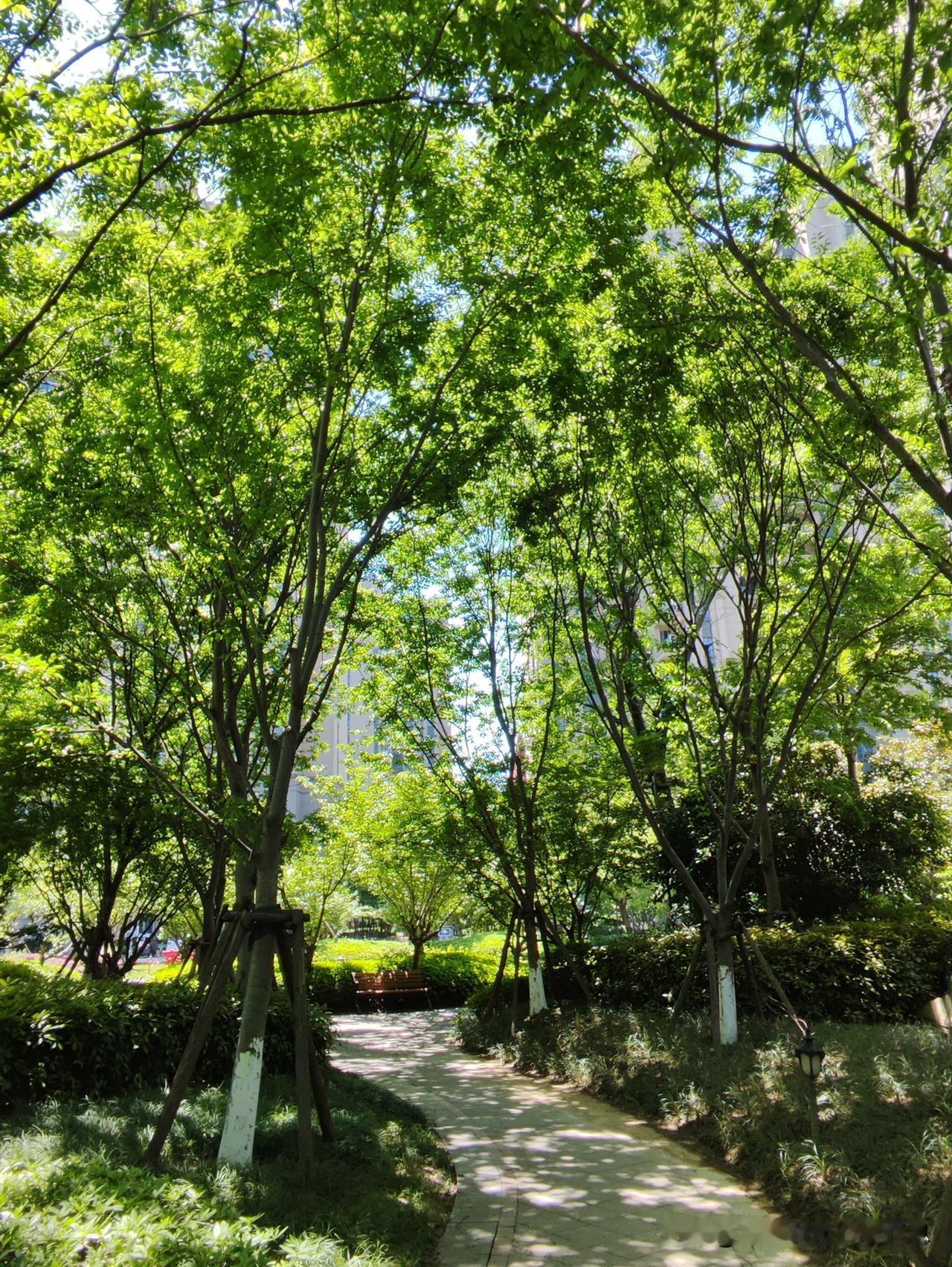 今日随手一拍，让我想起那些在花海里拍照的美好。春天到了，无论是花海还是路边花墙，