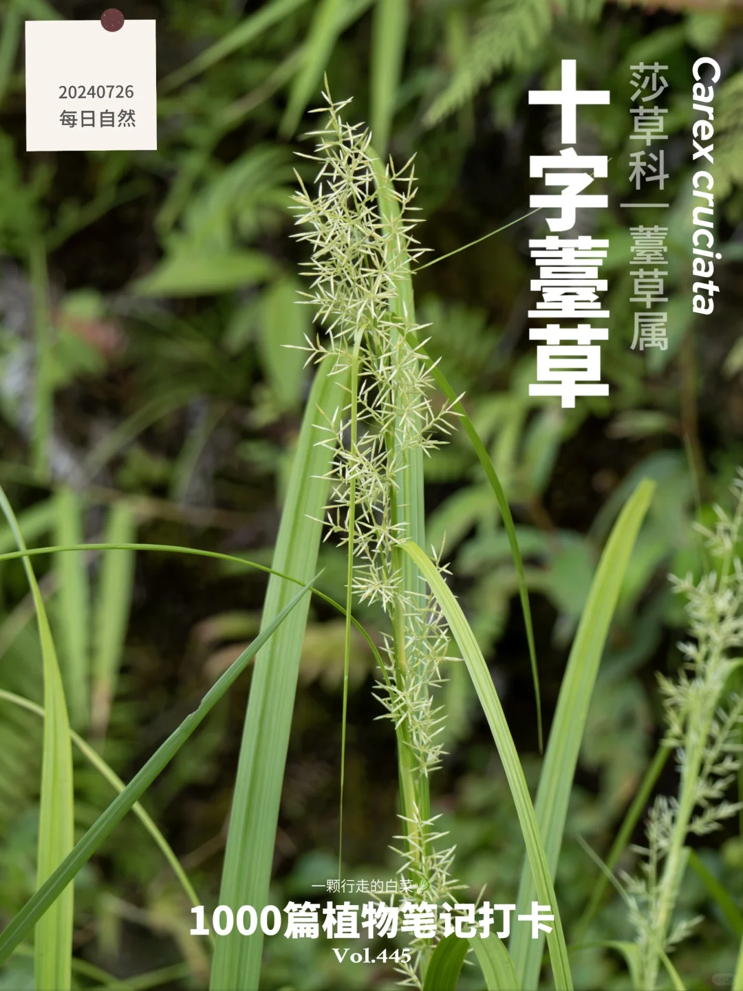 植物笔记445 | 我仿佛看到了鲁迅先生的野草