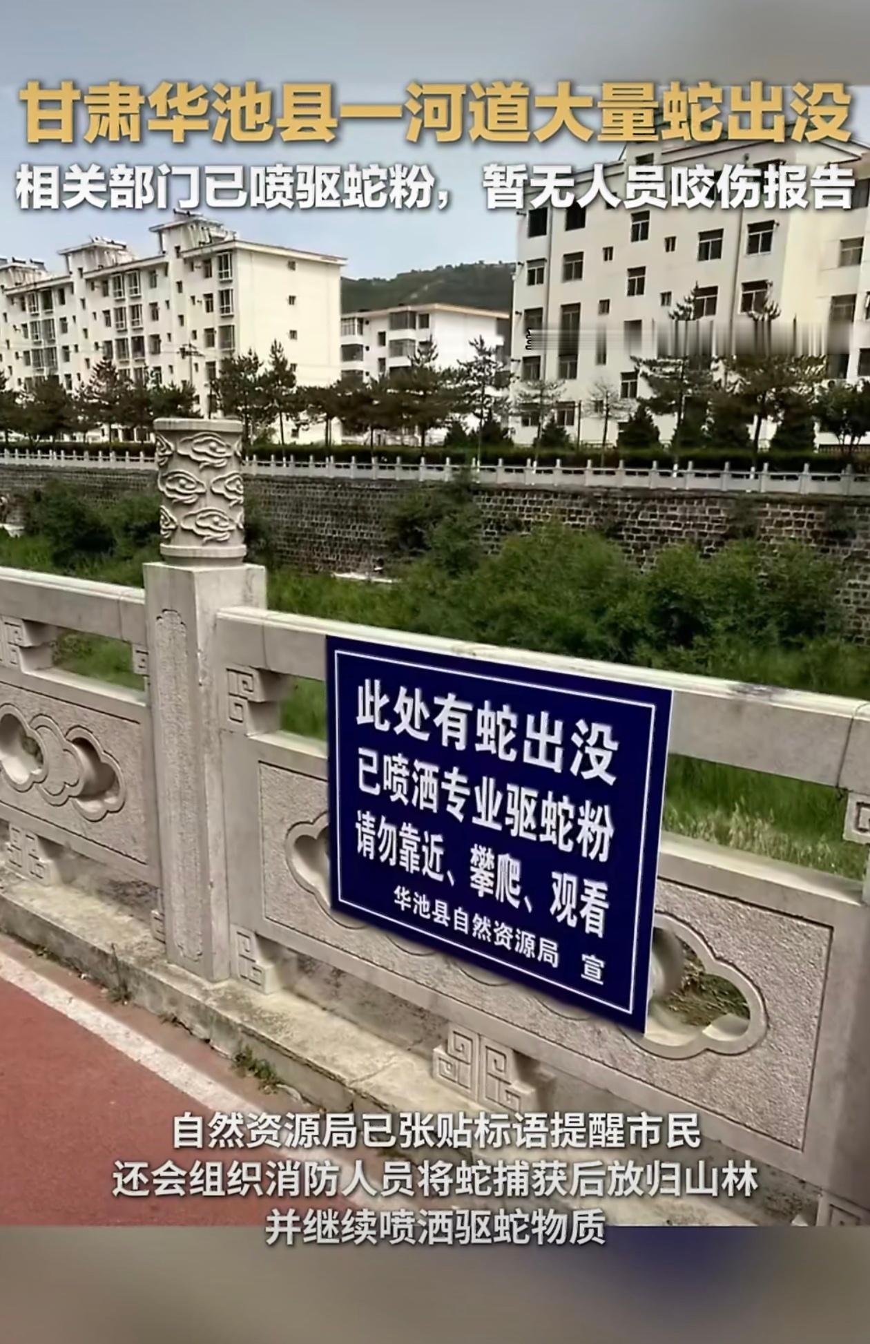 河道有大量蛇出没已喷驱蛇粉今年各地山上这么多蛇都是哪里冒出来的？看了一下甘肃这蛇
