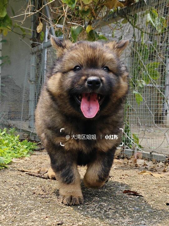 狼青土松弟弟，像狼还是像熊？