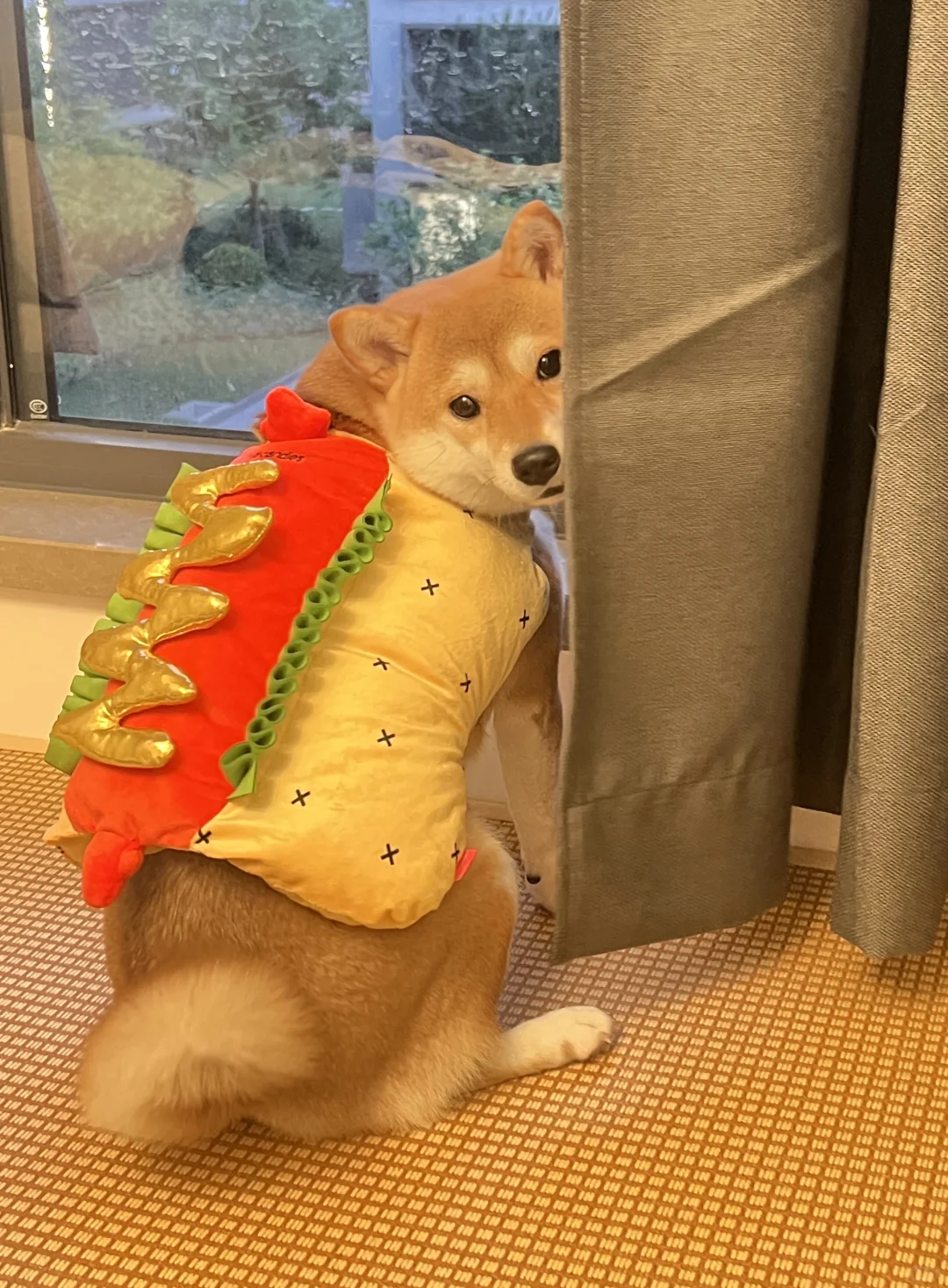 妈 我不是冷狗 我是热狗