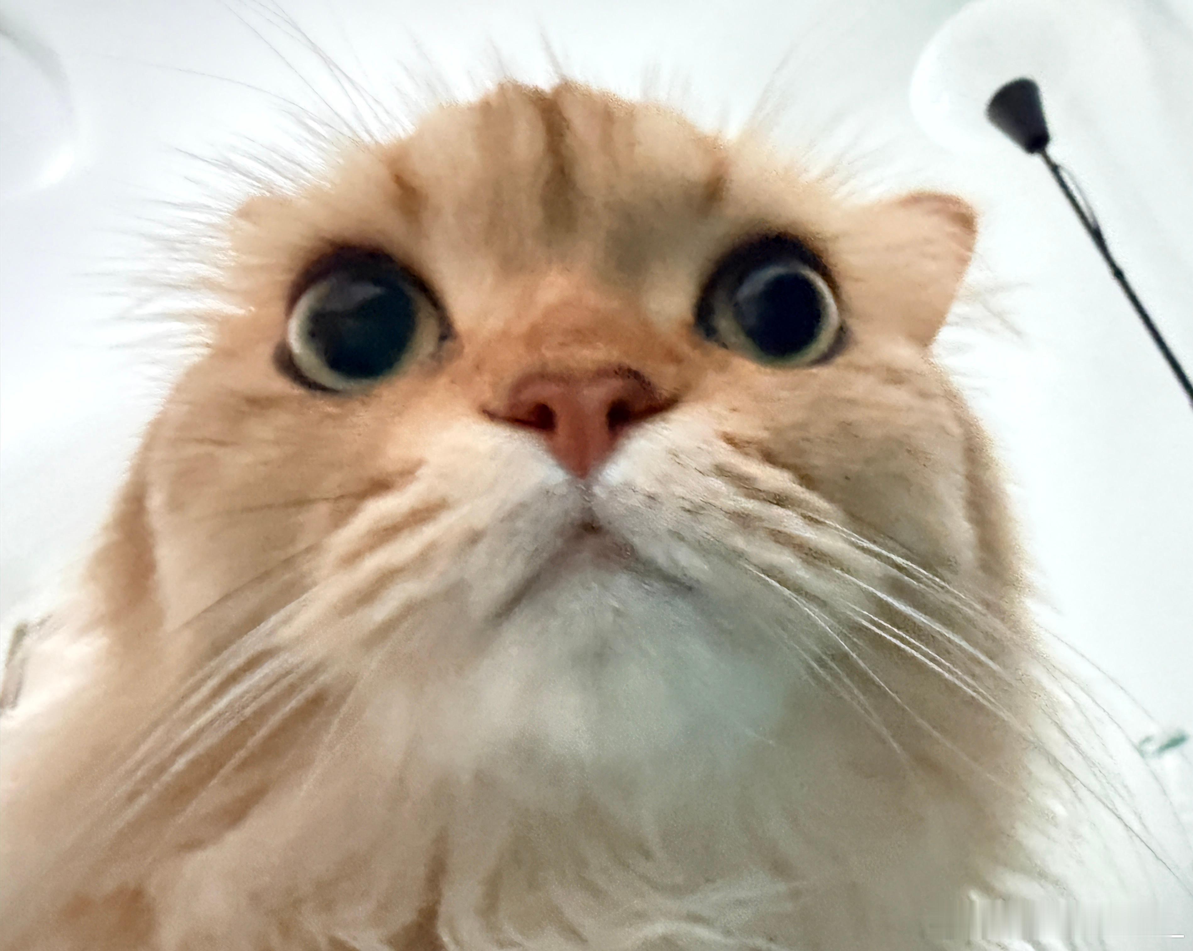 吃不到冻干就这样猫