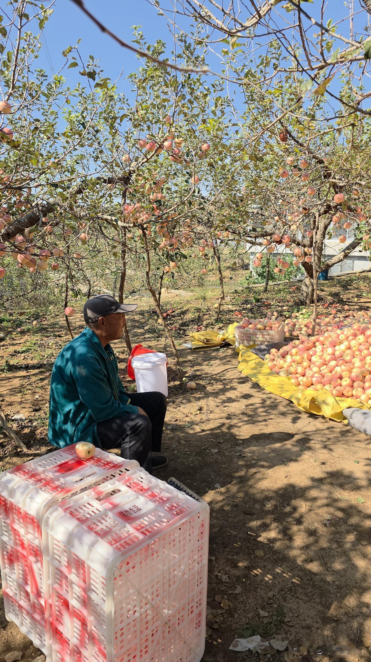 二哥今年是赔了……

前天请了七八个人把苹果摘完，然后就盼着贩子来果园看品相、定