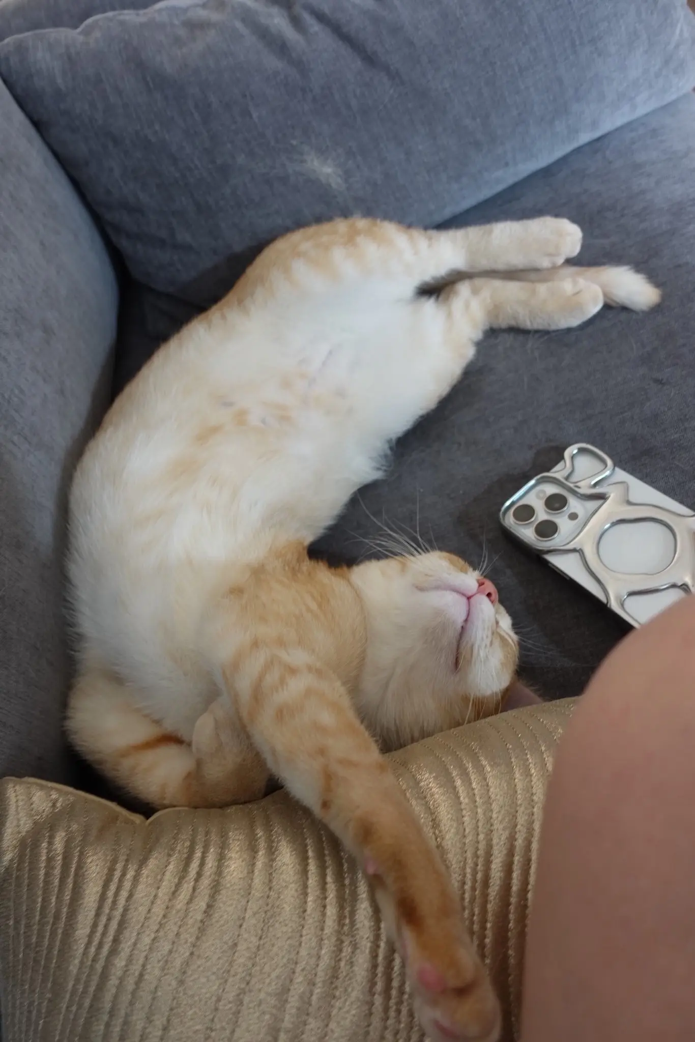 今天的饭♡ 千层面(ˆ_ ̫ _ˆ )∫