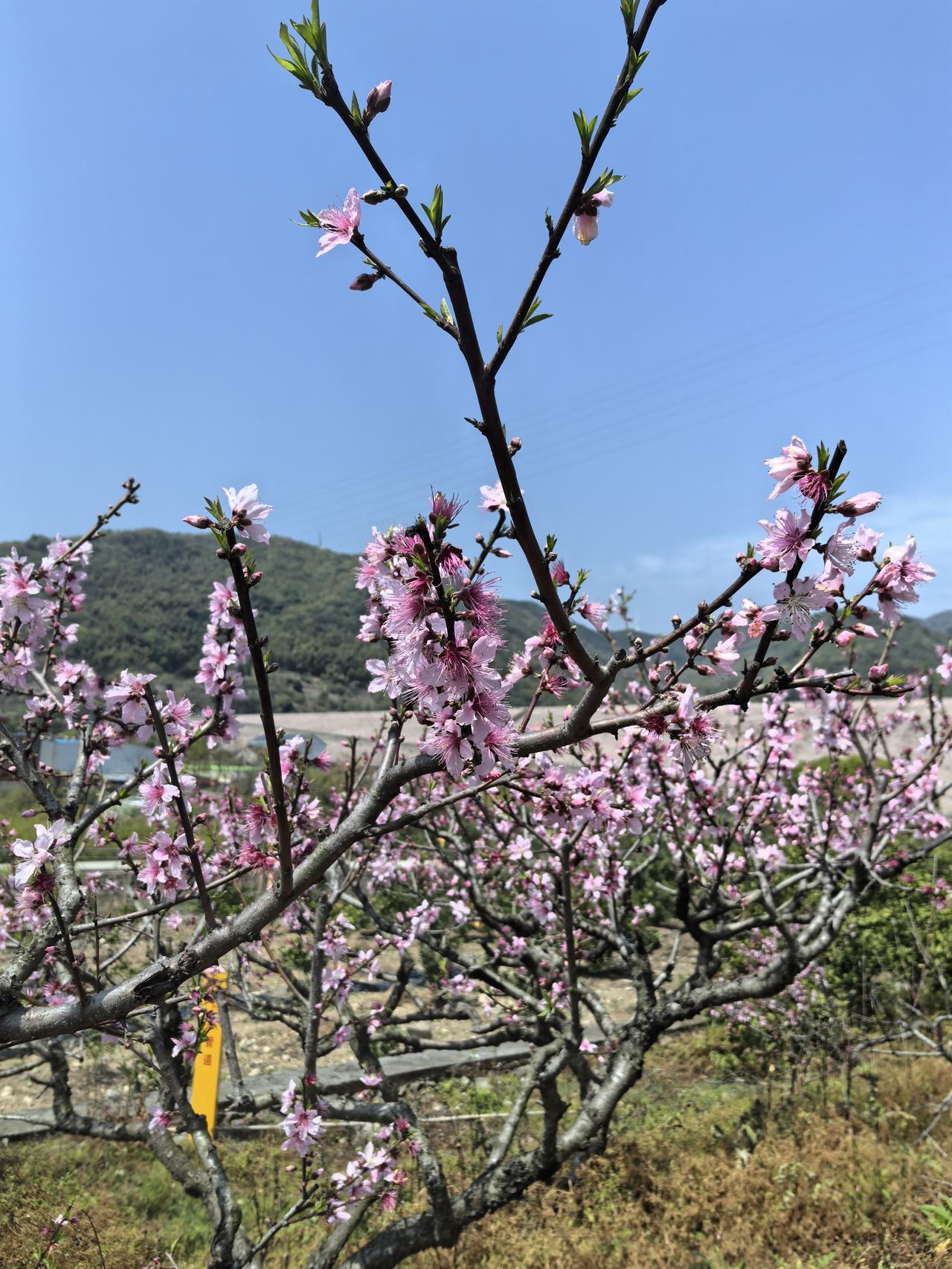 今天是“碰友日”吗？
      现在想想今早的经历还觉得有点神奇。早上看到家里