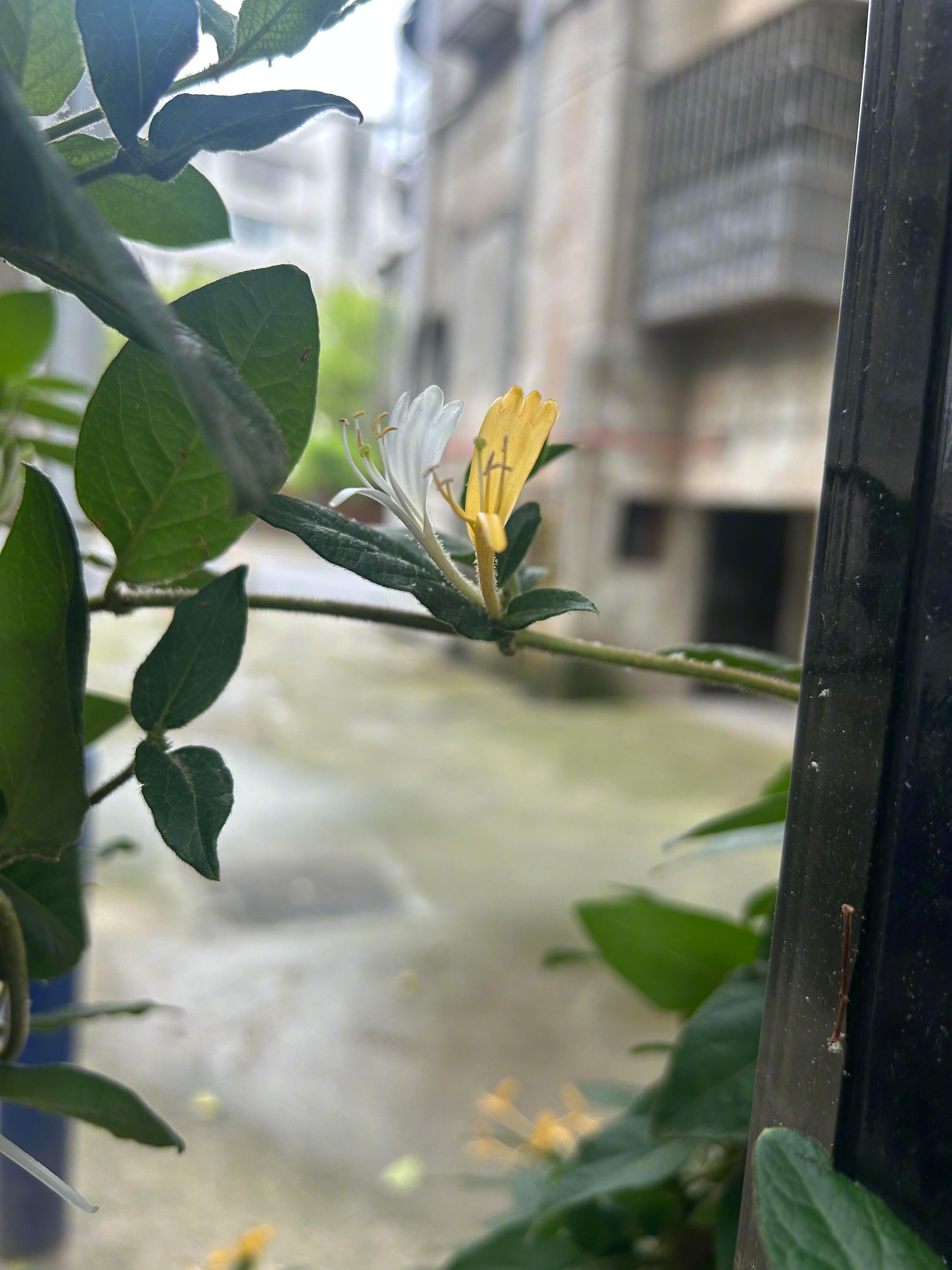金银花这个名字真的很权威 