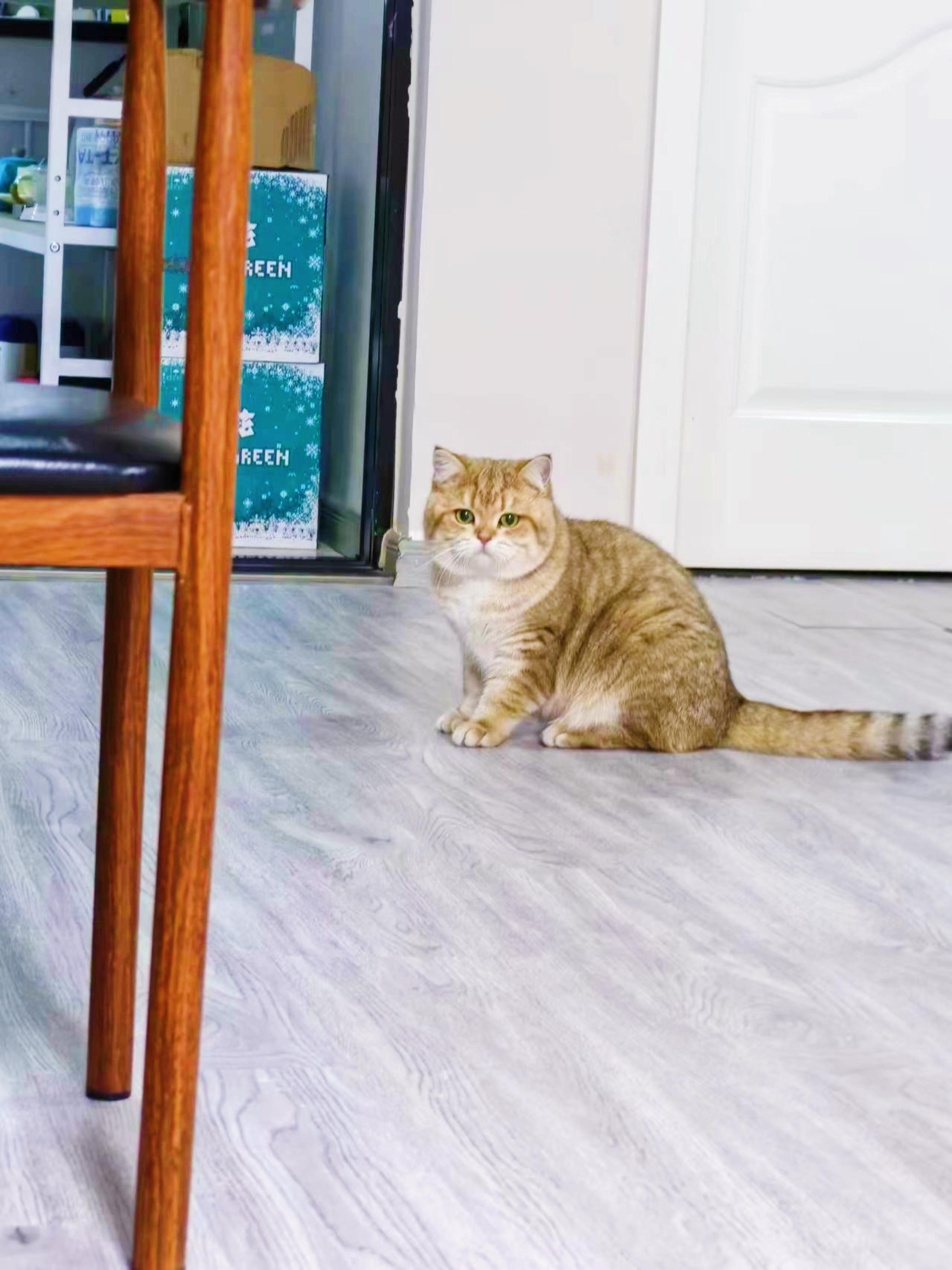 回访不太多的小火龙别叫小火龙叫小老虎吧#辣椒家新家回访##英国短毛猫##金渐层#