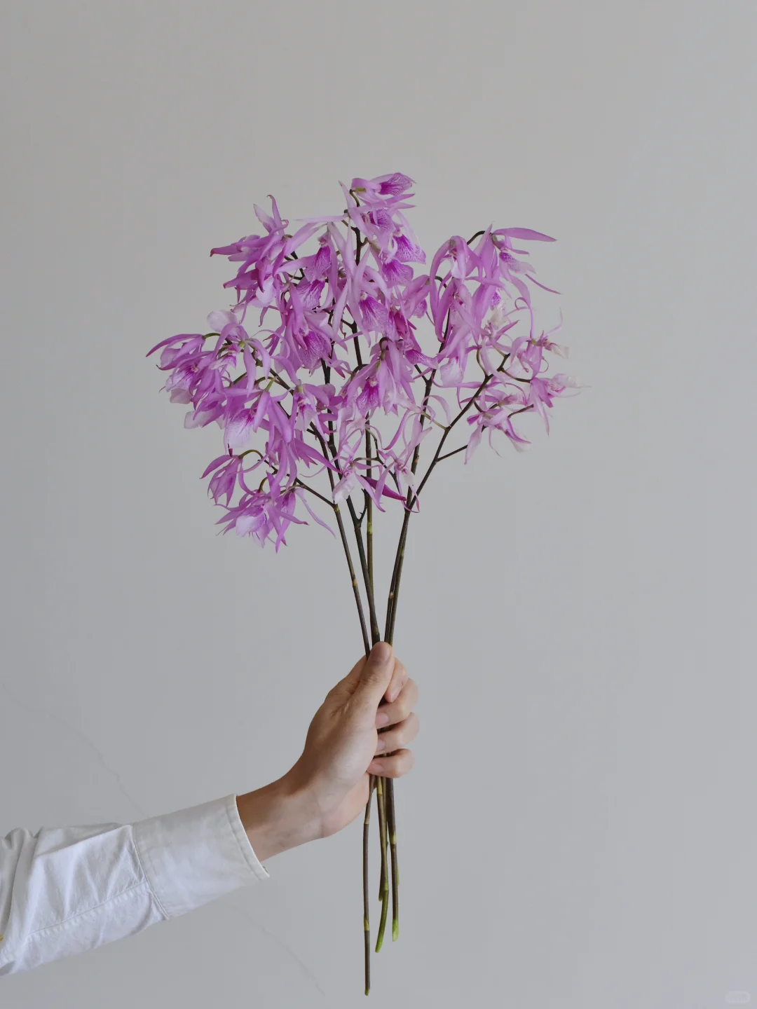 日本卡特兰·Adenocaula