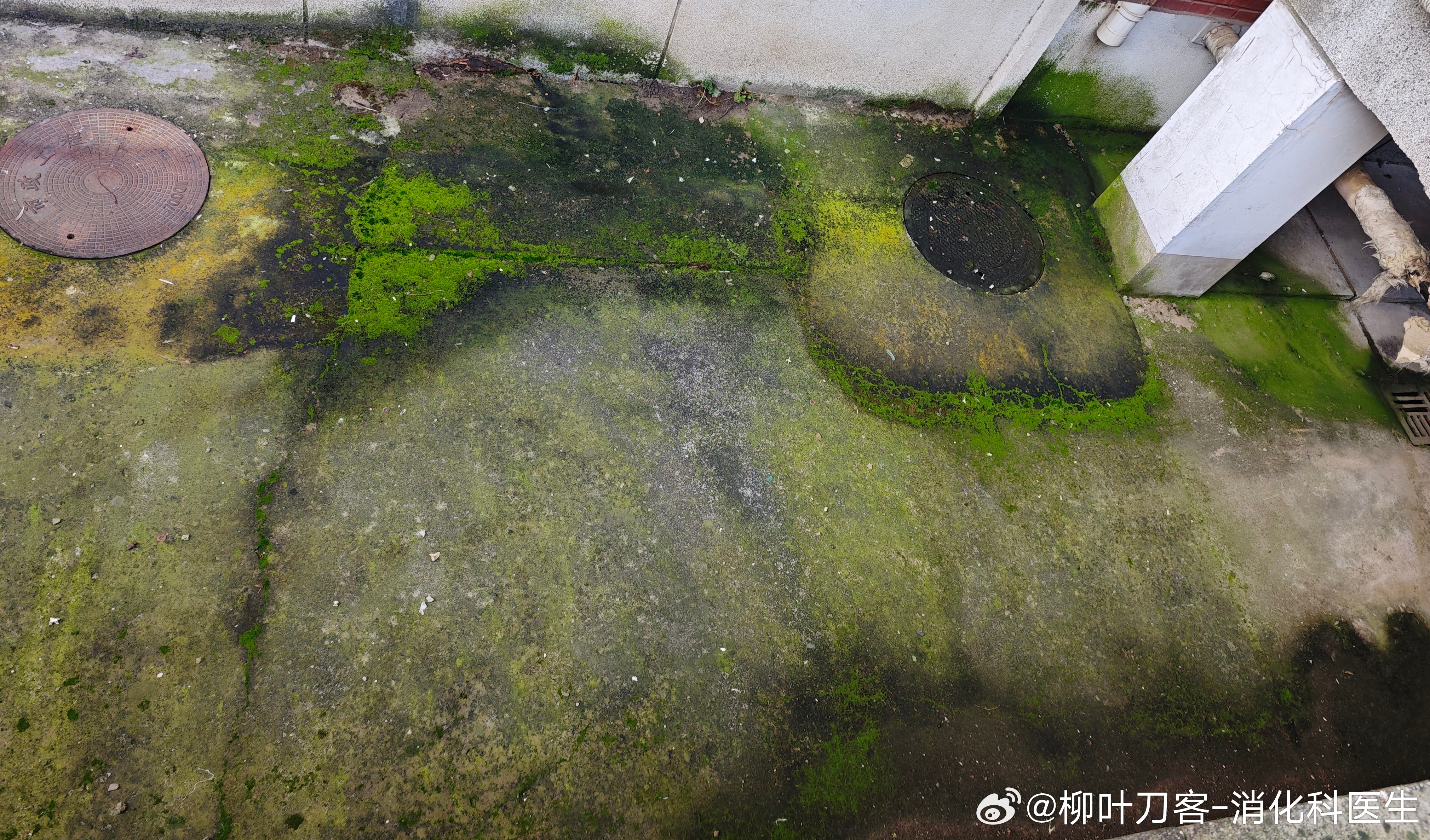 这种青苔，在潮湿地方多见。来北京后，由于气候干燥，很少在居民区见到。我这是来京三