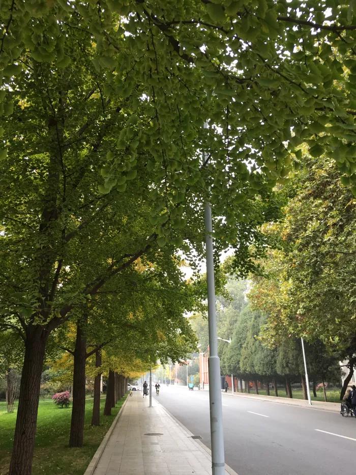 落叶归根 北京体育大学的秋天格外美丽 你印象中母校最美的季节是哪个