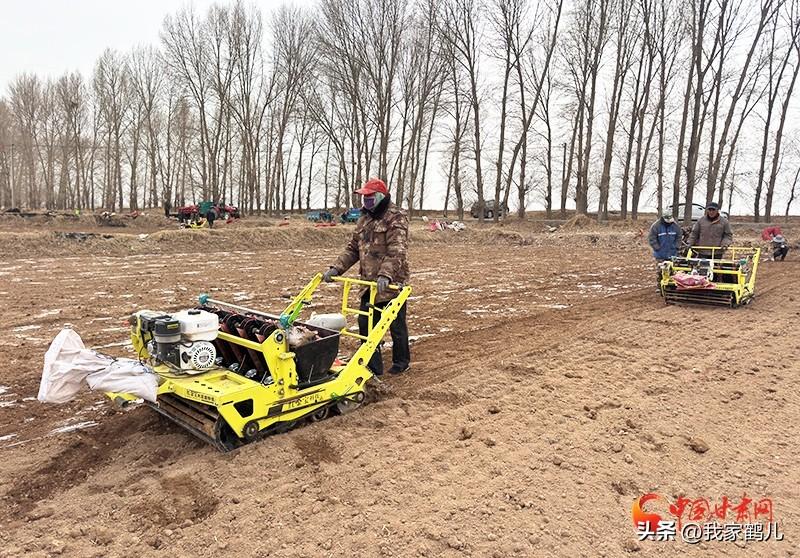 三堡村地处祁连山北麓，海拔适宜、气候冷凉、光照充足，依托祁连山冰雪融水灌溉，是紫