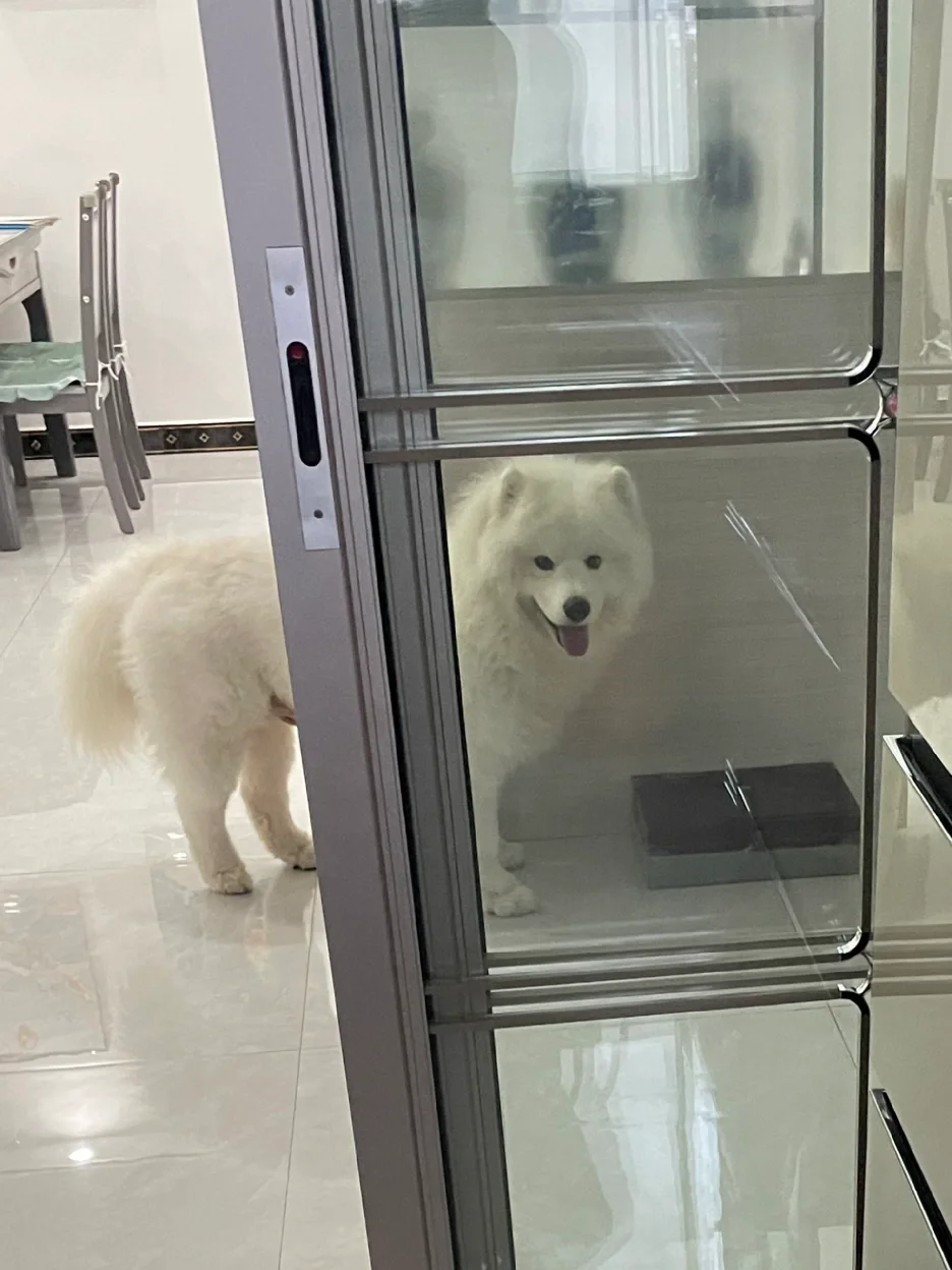 麻麻，瓦达西宝宝碗呢？