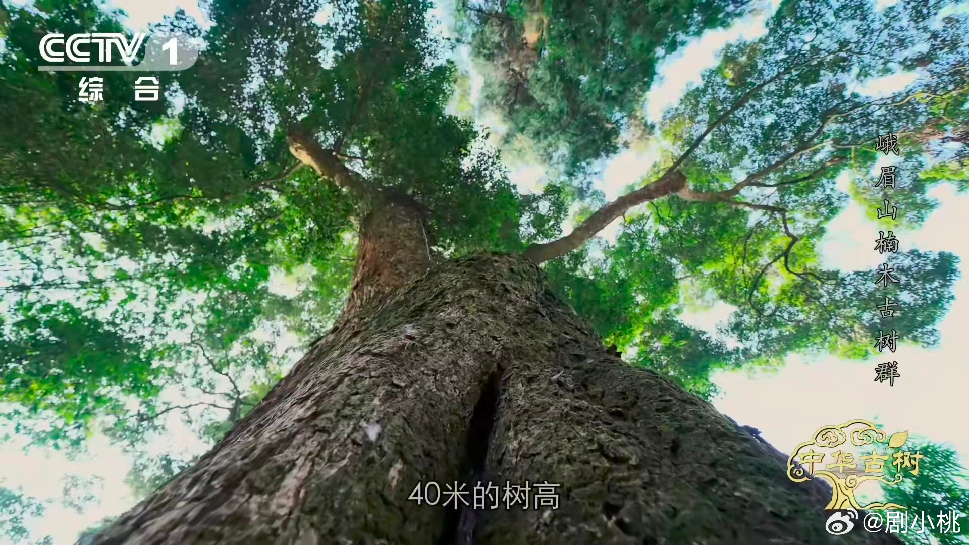 峨眉千年楠木王有十几层楼高峨眉山有座会生长的露天博物馆救命峨眉山也太藏宝藏了吧✨