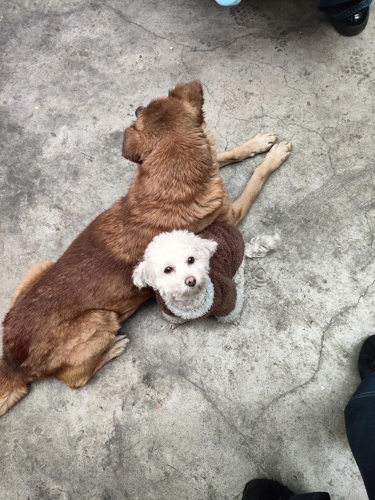 2. 一个负责守护，一个负责卖萌，这对毛孩子搭档，承包了我所有的温柔与欢喜。
3