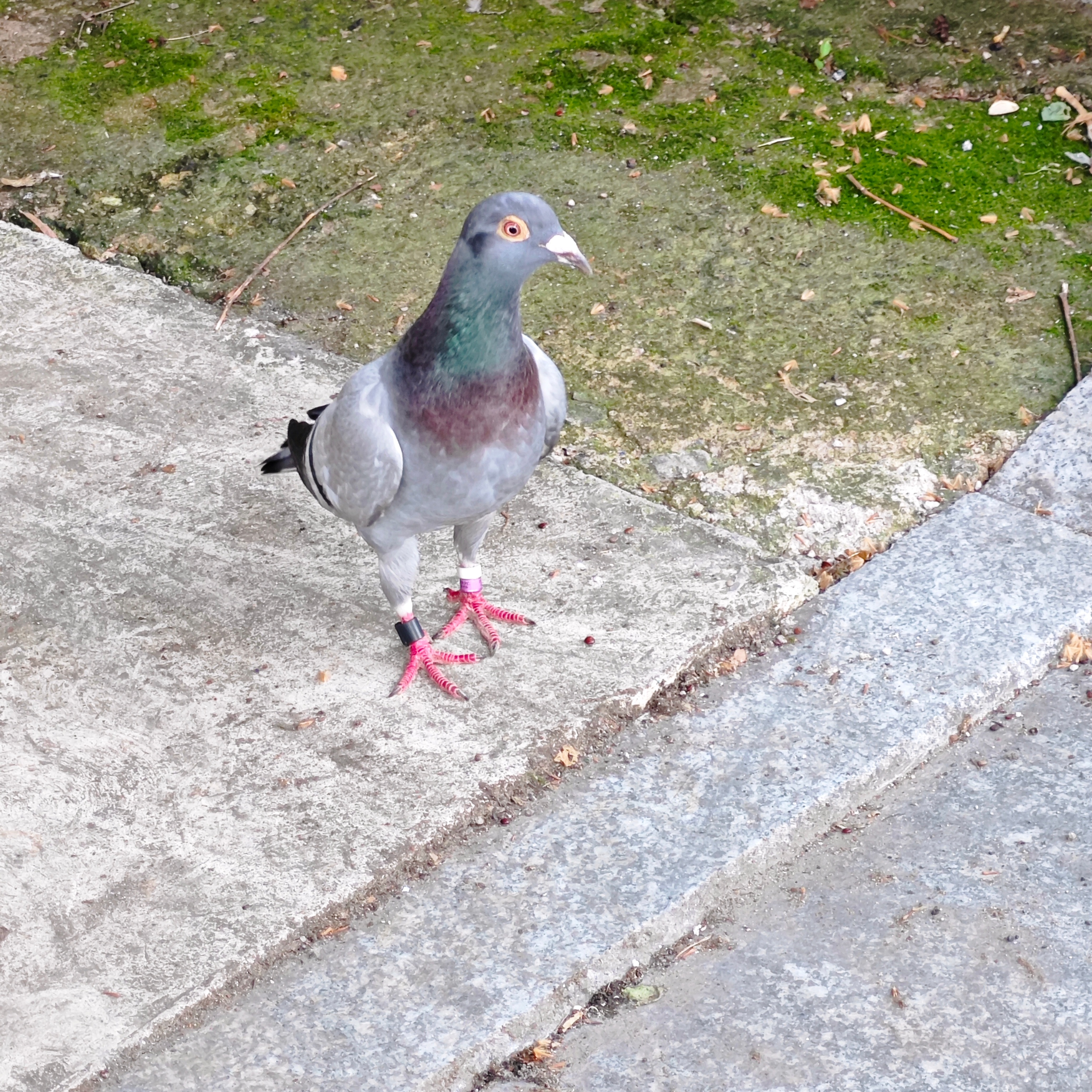 路上发现一下鸽子，脚上还绑着环，应该是家养的信鸽🕊️这边养信鸽的应该挺少的，没