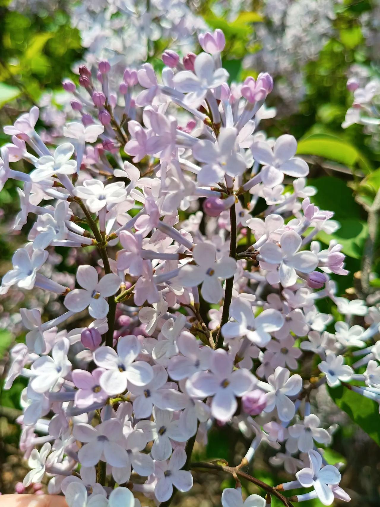 丁香花的香气太浓郁了真实生活分享计划 紫丁香花 在这遇见紫色花海 纯紫丁香