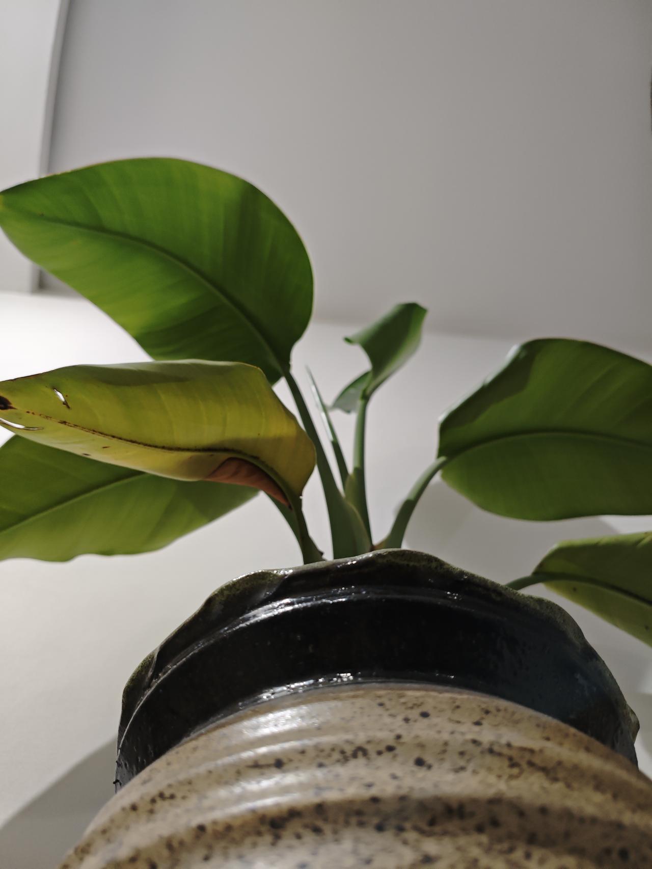 冬日生活打卡季我家的“绿坚强”，是整个冬天里活得最久的一盆绿植。别的花花草草早就