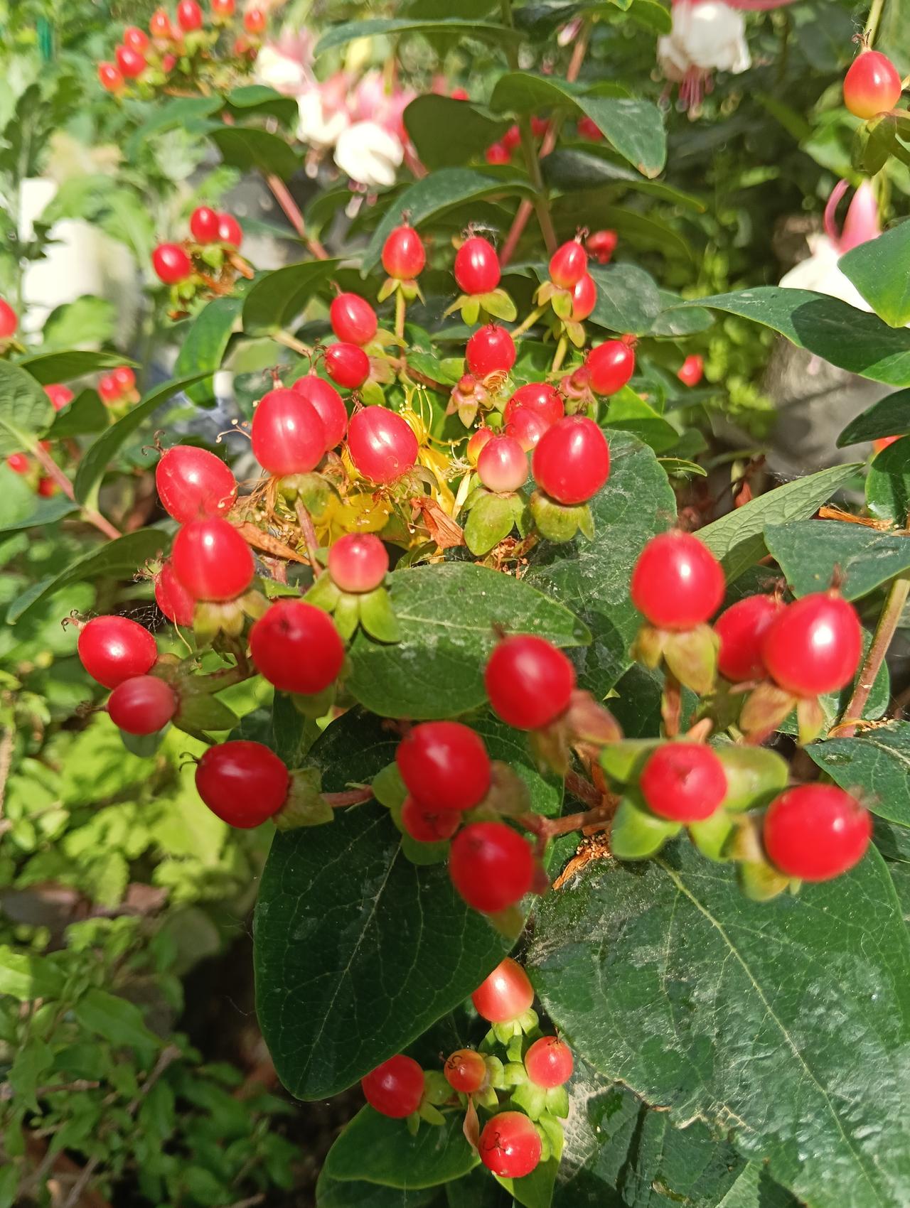 退休闲居日常
 
褪去尘世纷扰，退休日子悠然自得。清晨起身，闲赏自家庭院繁花，满