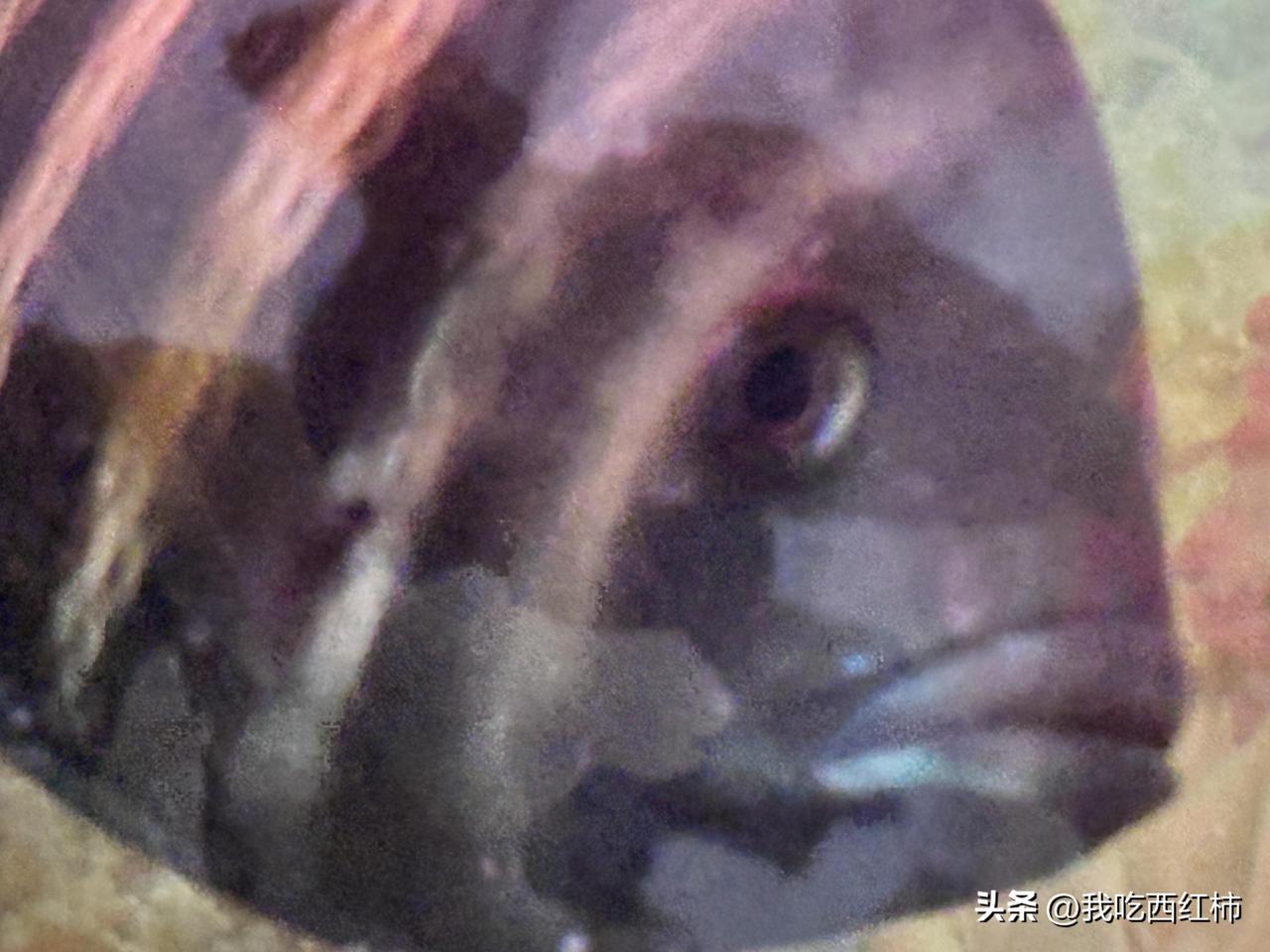 总感觉我家的鱼有点奇怪
那天无意中看到我家鱼盯着我一直看，然后盯得我有点心理发毛