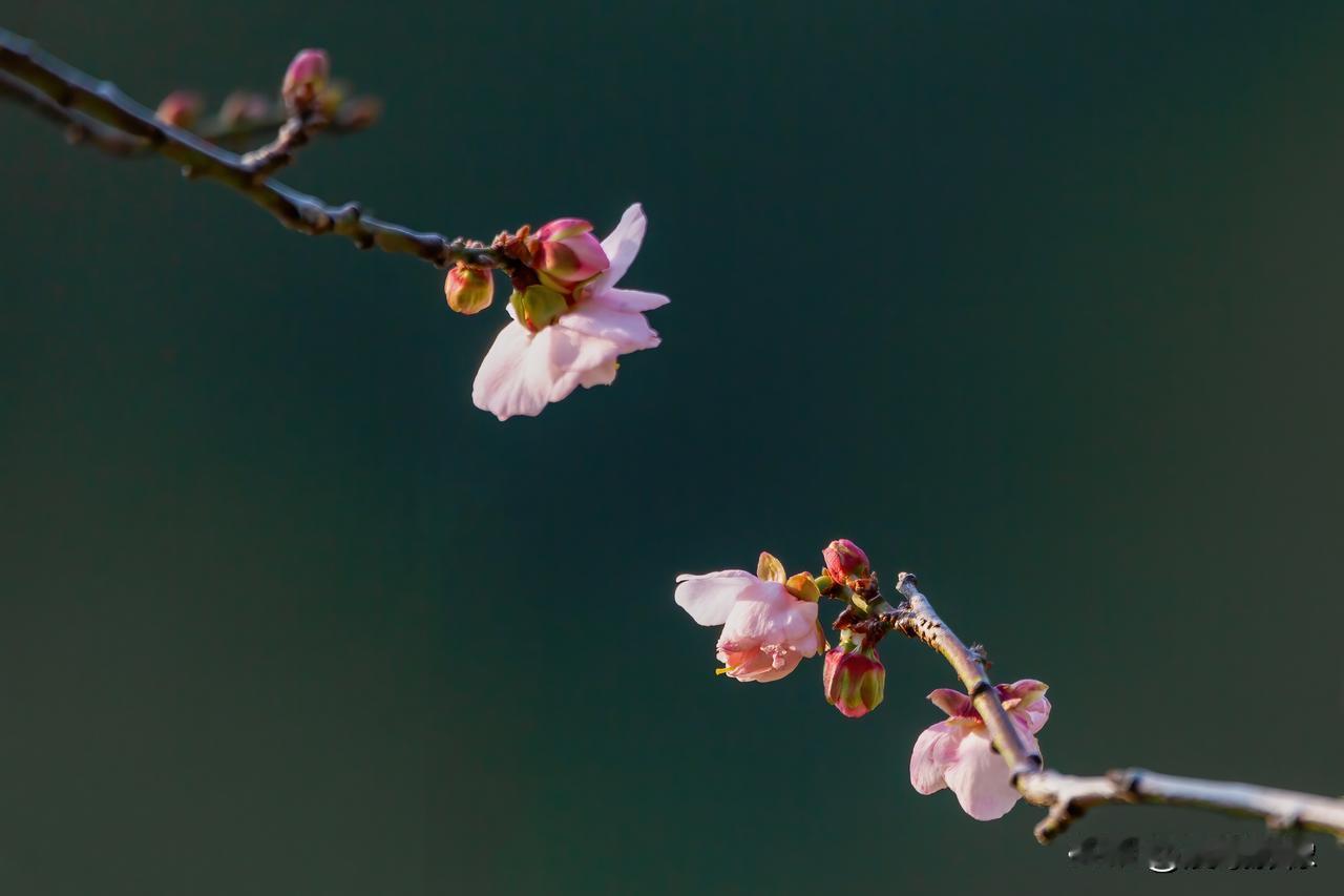 梅花
双梅对角映冬阳，寒风凛冽自芬芳；
莫道花开无伴侣，独留清气韵无涯。
[20