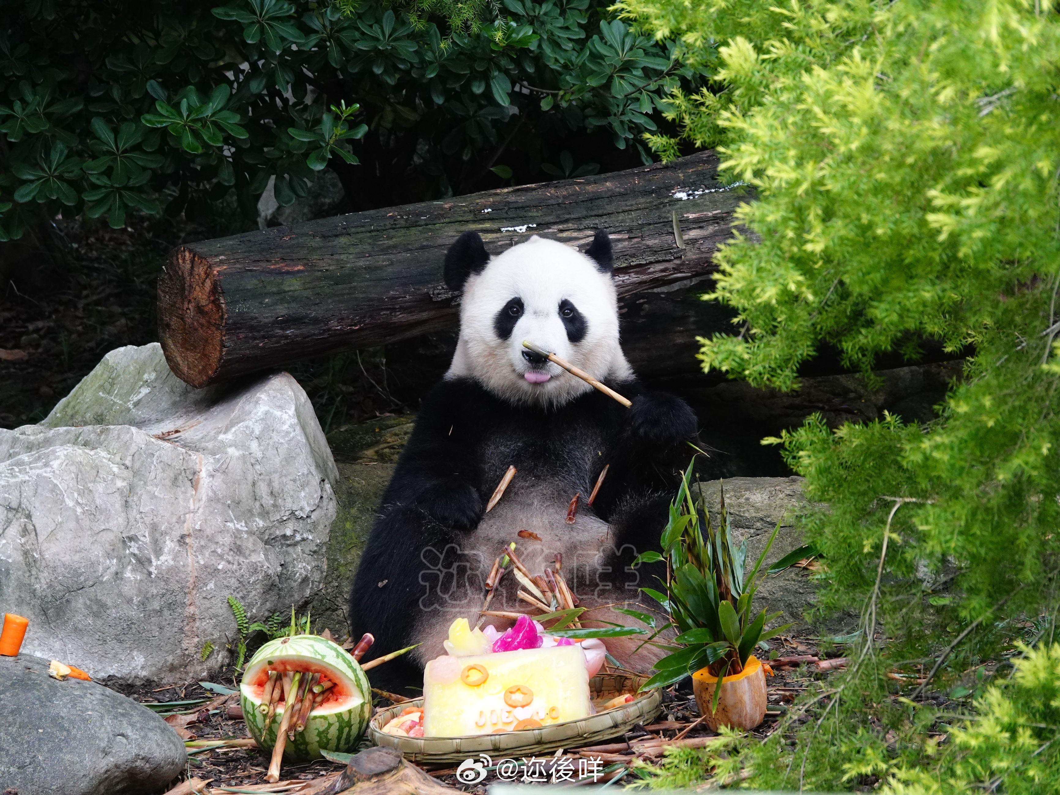 大熊猫结浜[超话]  结浜生日快乐🎂  ​​​
