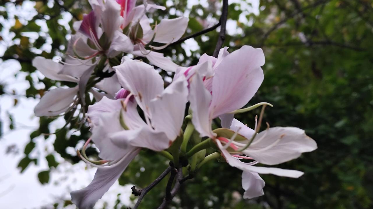 晒图笔记大赛春天到了，小区里的一棵棵大树上开着这样的花朵。他的香气馥郁，老远就可