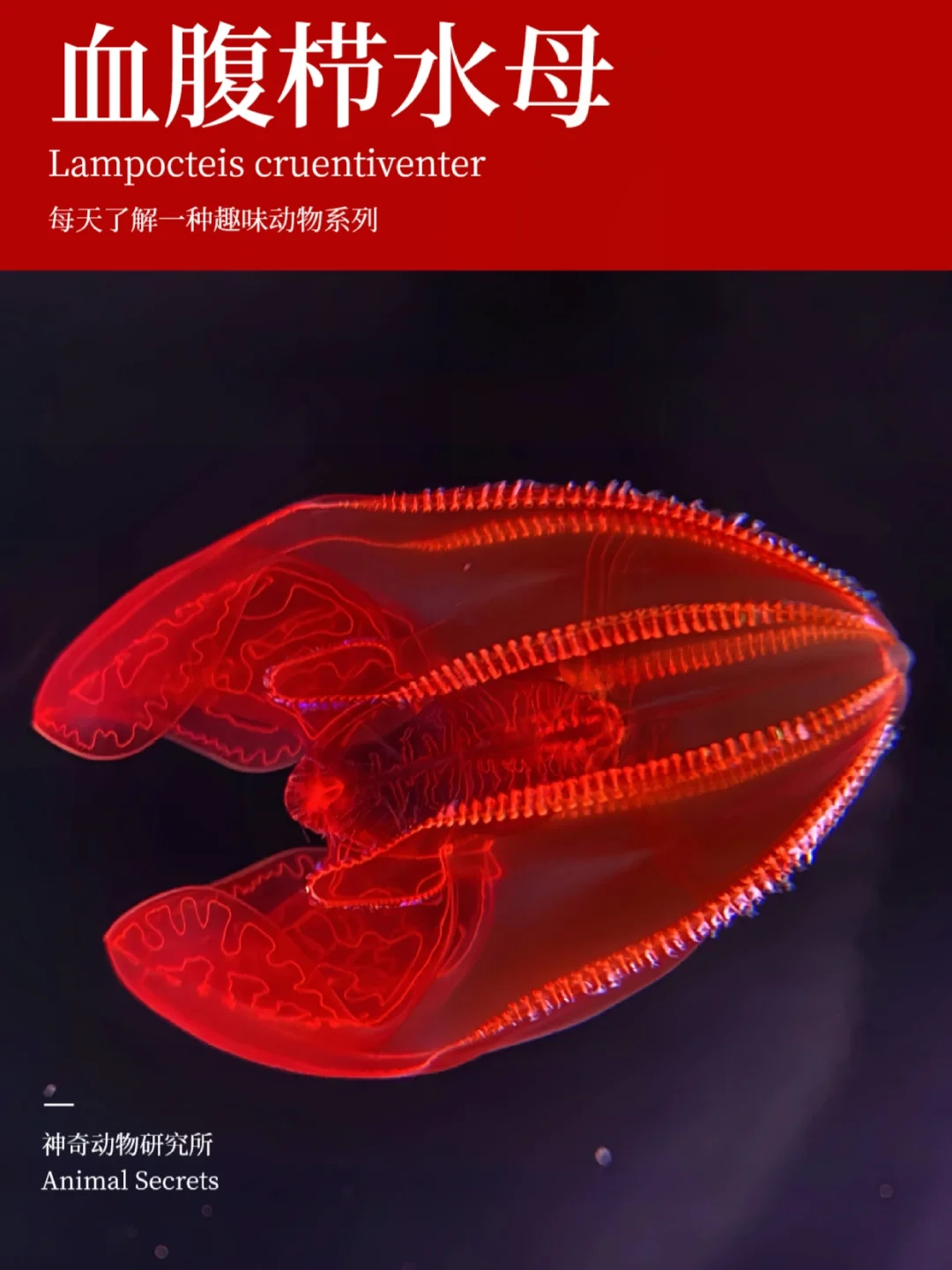 每天了解一种趣味动物👀血腹栉(zhì)水母