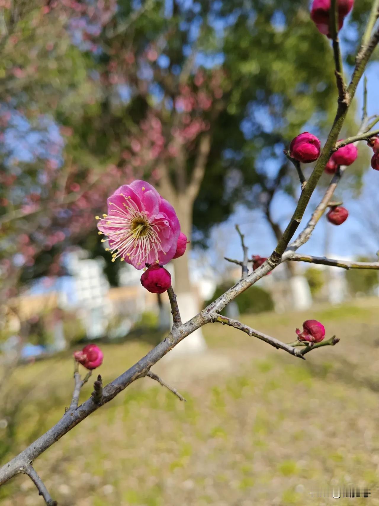 梅花，摄影怎么拍好看梅花