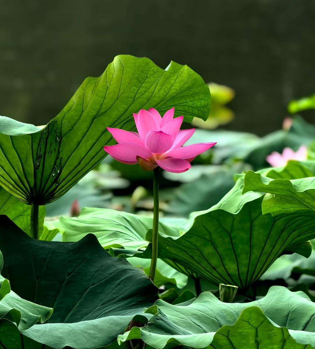 洋洋高锐’晚霞～浓◎望着……等着她来了吗好象……是她◎又是一帘幽梦梦里……帘卷西