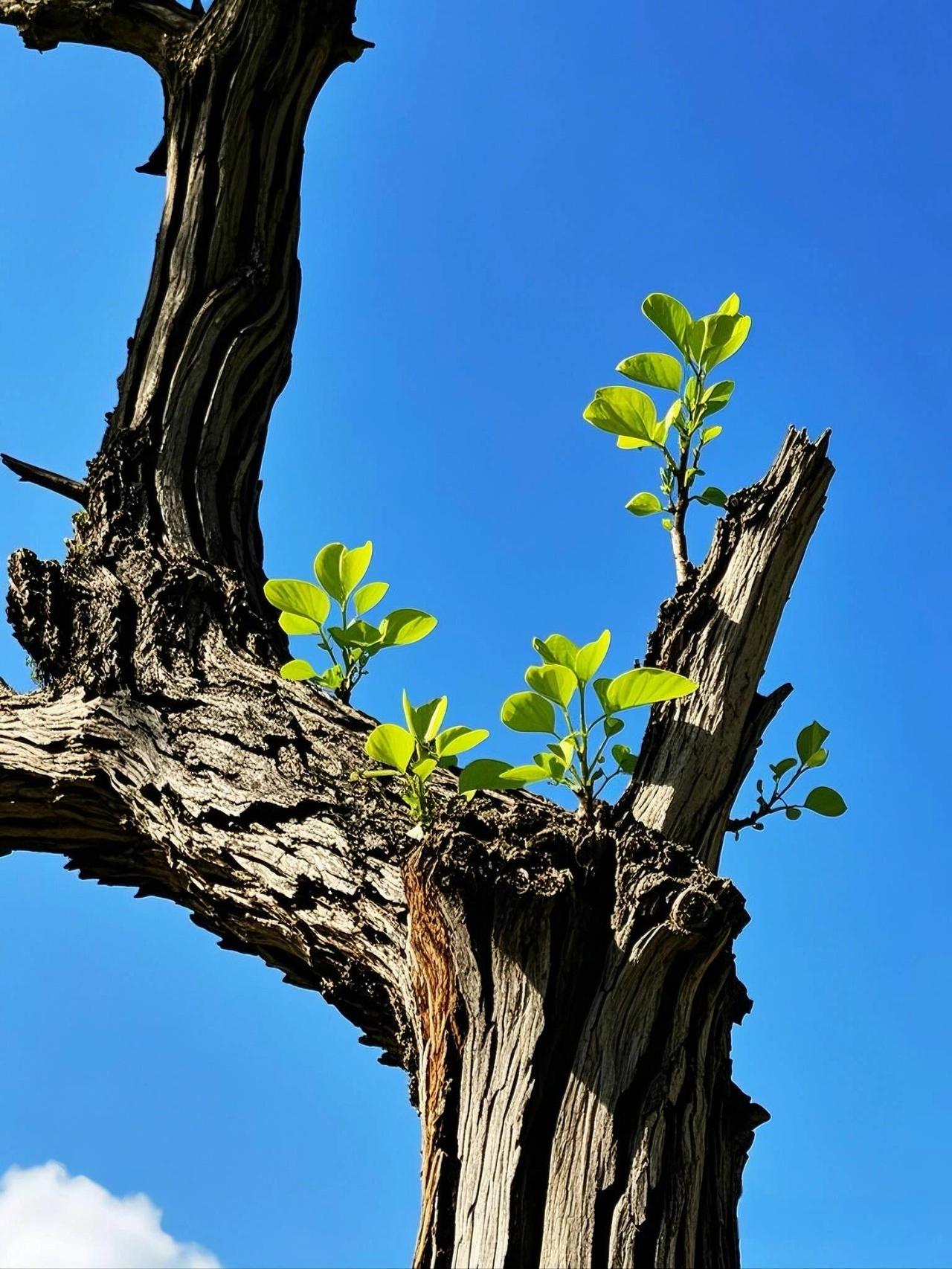 人这一生，要练就“坚不可摧的内核”，才能活得清醒又通透

你有没有过这样的时刻：