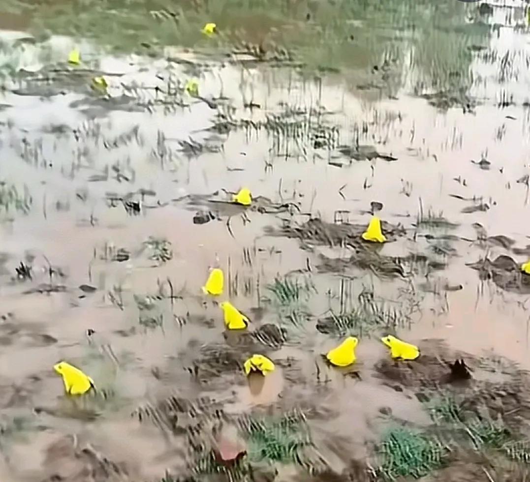 连续下雨几天，晚上听见蛙叫，感觉有点不对，声音有所不同，严重影响了我的睡眠，听惯