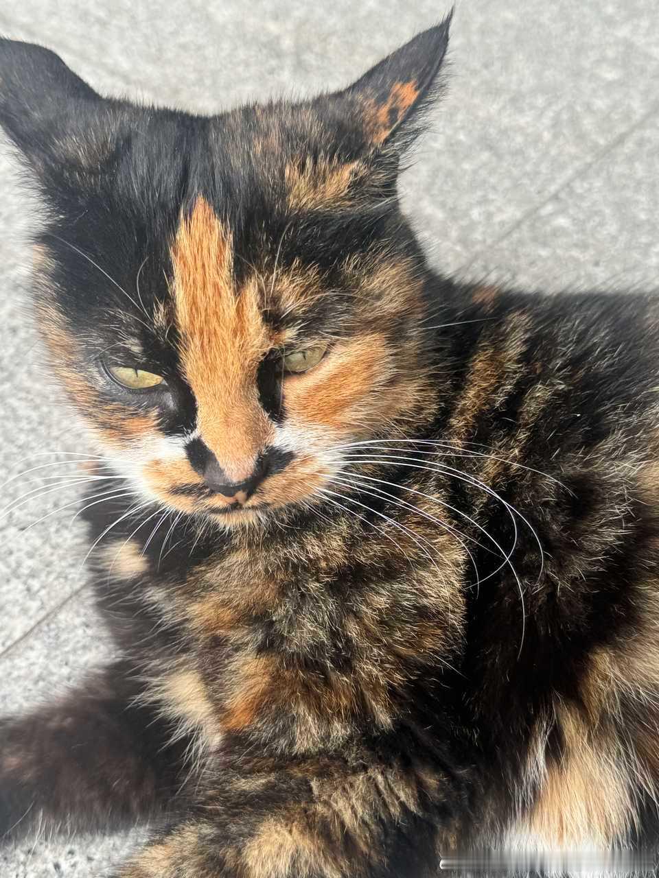 49056【丑猫】薛鸮的猫 经常躺在速射楼下 