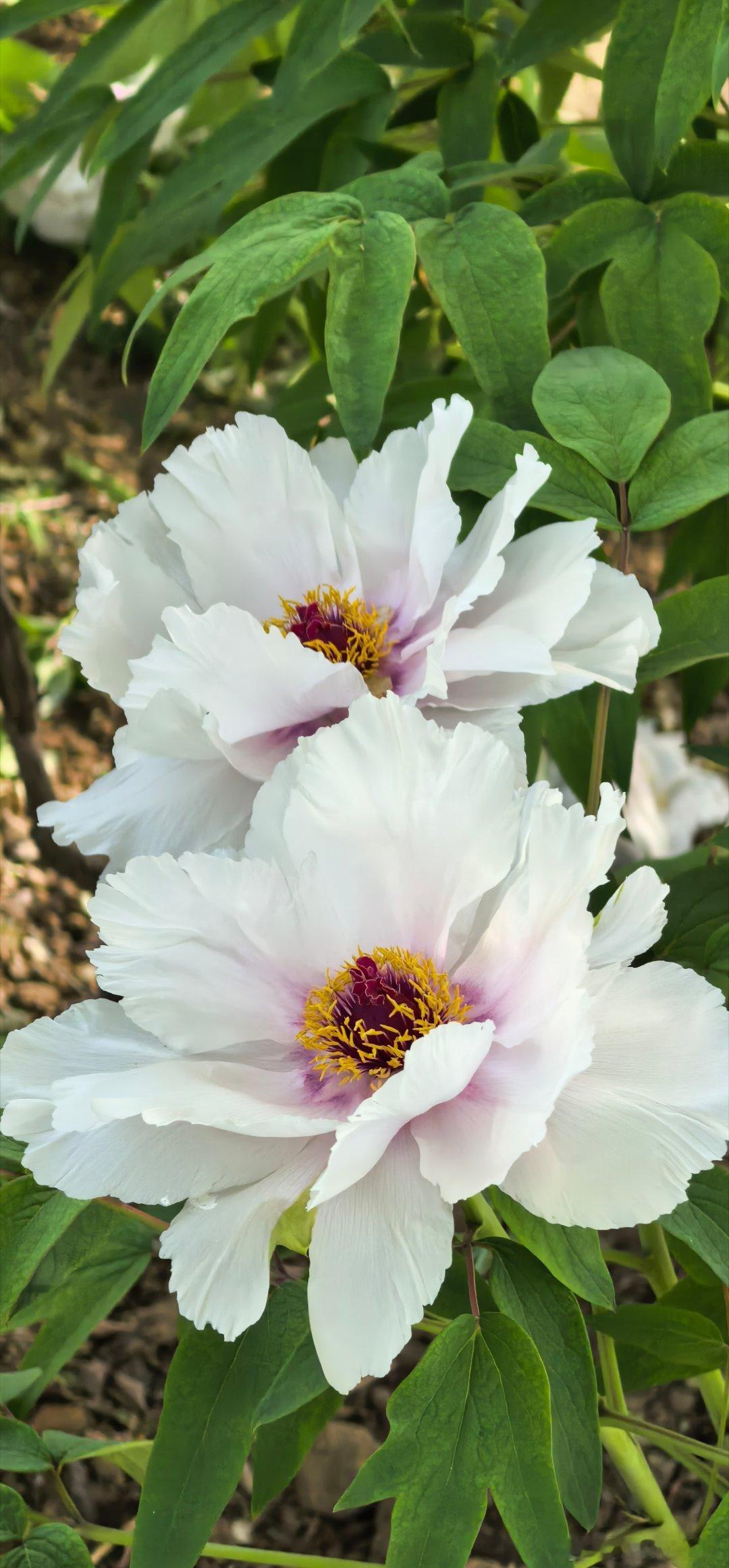 且听风吟，静待花开。春日这么好，不如暂时放下快节奏的追赶，慢下来去闻一闻路边花香