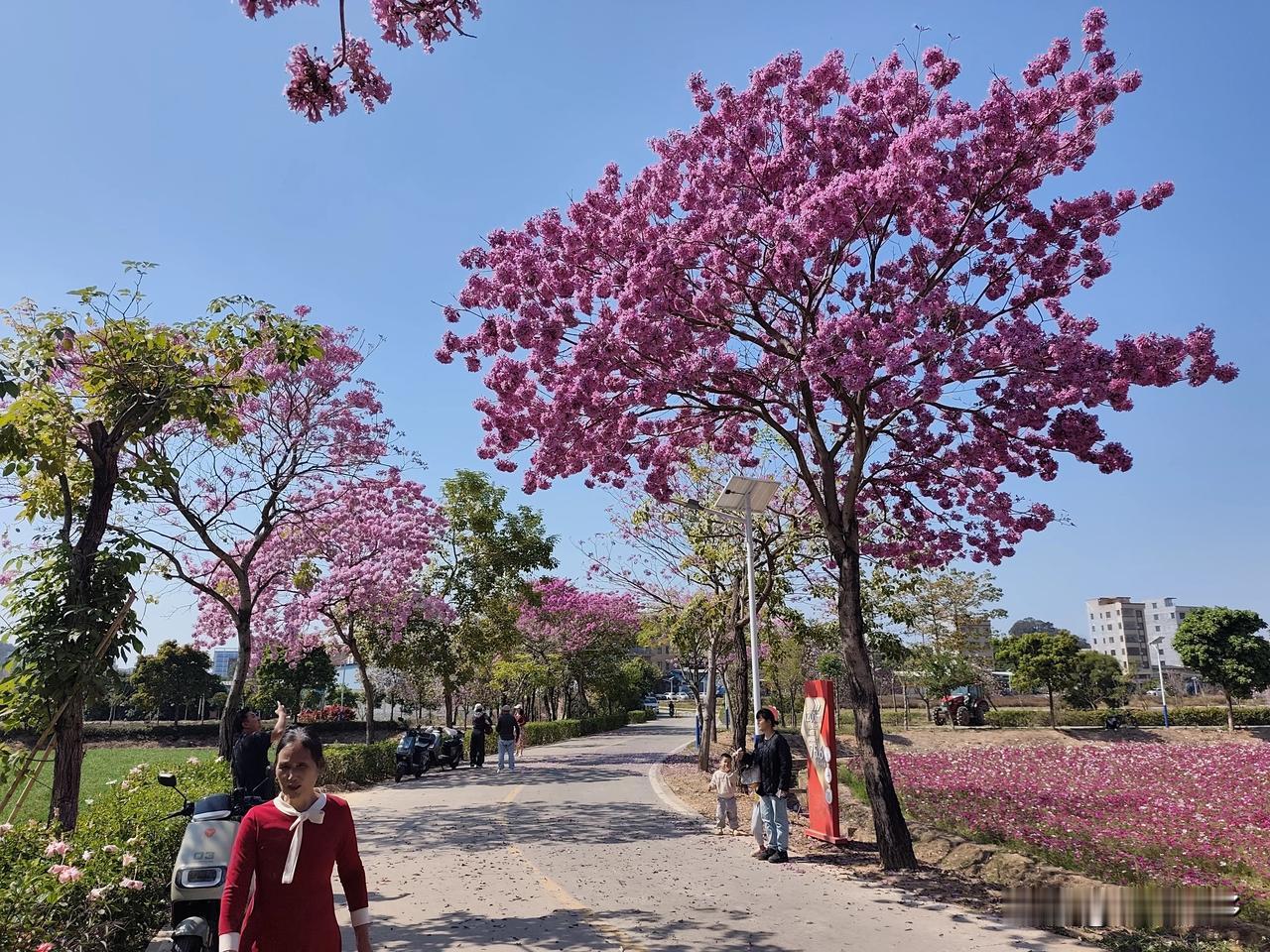 腊月二十七下午，步行2小时到茶山寒溪水公园玩，紫花风铃木开得正艳，格桑花也争奇斗