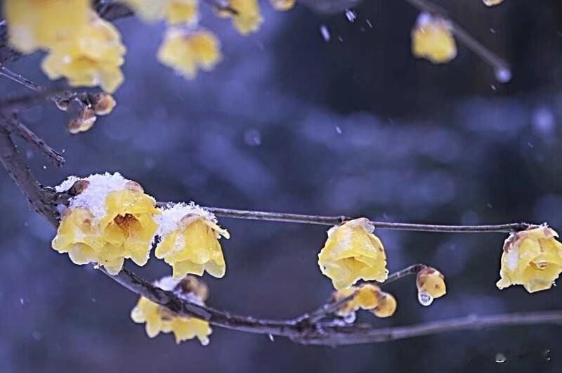 雪后访梅
 
寒江雪霁晓烟轻，野径寻香踏玉平。
疏影横斜看冷韵，暗香浮动破春冰。