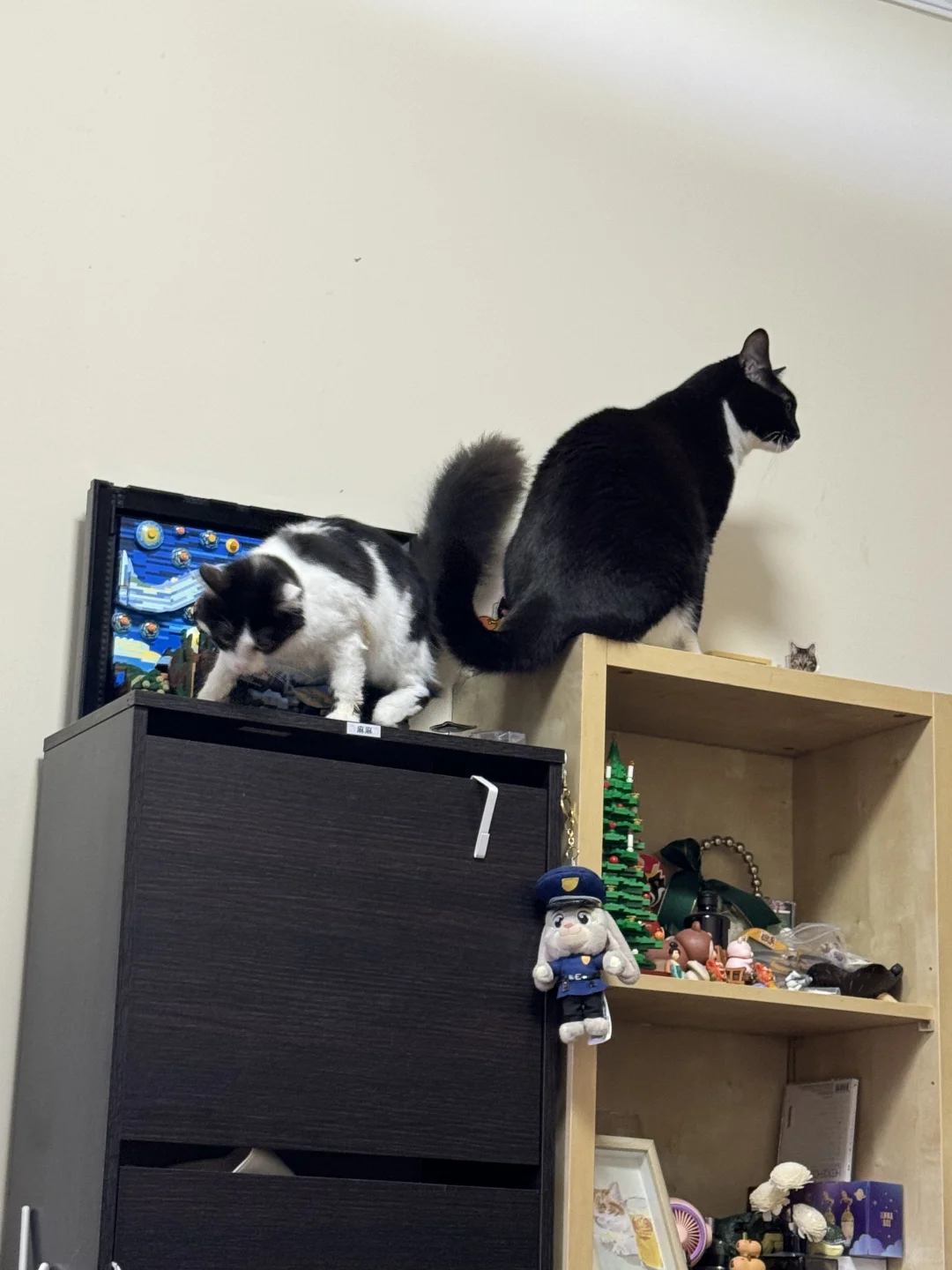 看看你们家正宗的奶牛猫！！！