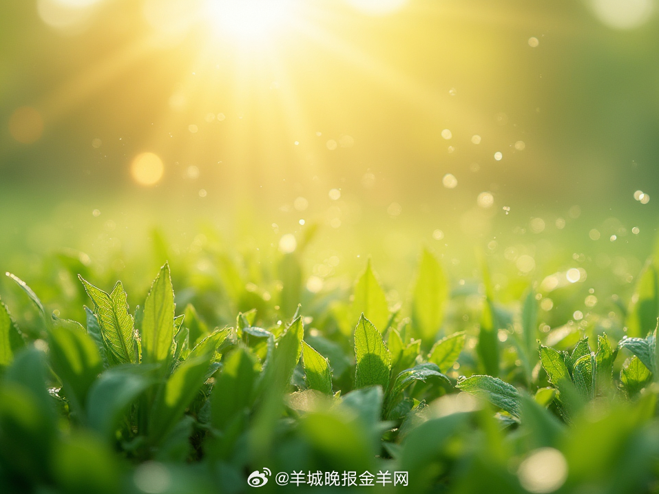 #早安#当朝霞浸透云笺，风便衔来远山的青；当露珠滚落叶脉，大地睁开惺忪的眼睛。请