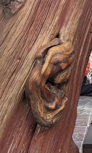 分享你相册里的照片河南周口市伏羲陵庙景区，有一古柏树干上长出一只“耳朵”（如图所