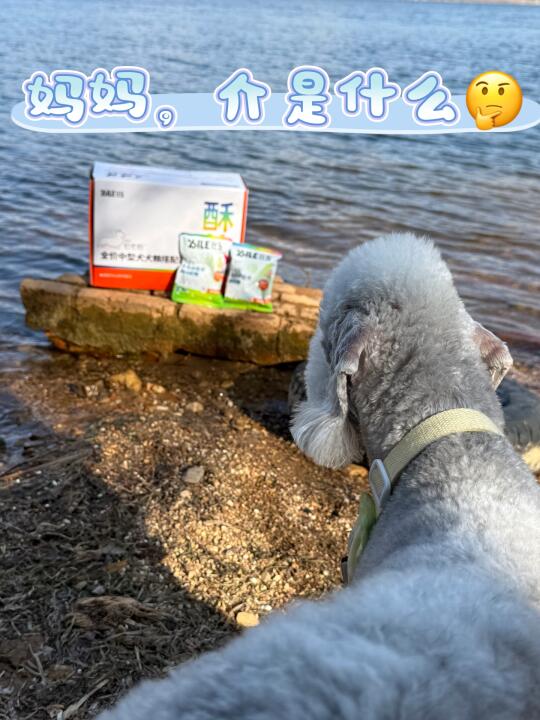 外出散步遇到老年犬宝藏！？