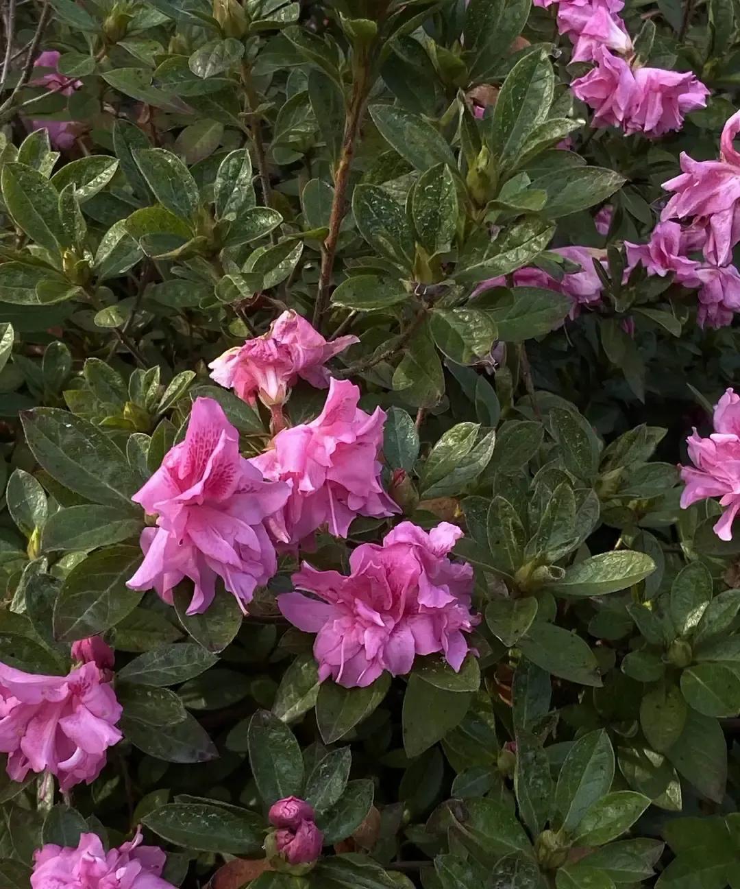 42岁全职妈妈被公婆甩20万“生三胎定金”，俩女儿已经够她每天转圈，再怀一个等于