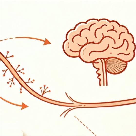 站都站不住，十来天手能使上劲了？神经修复的“黄金窗口”有多重要？

49岁的石先