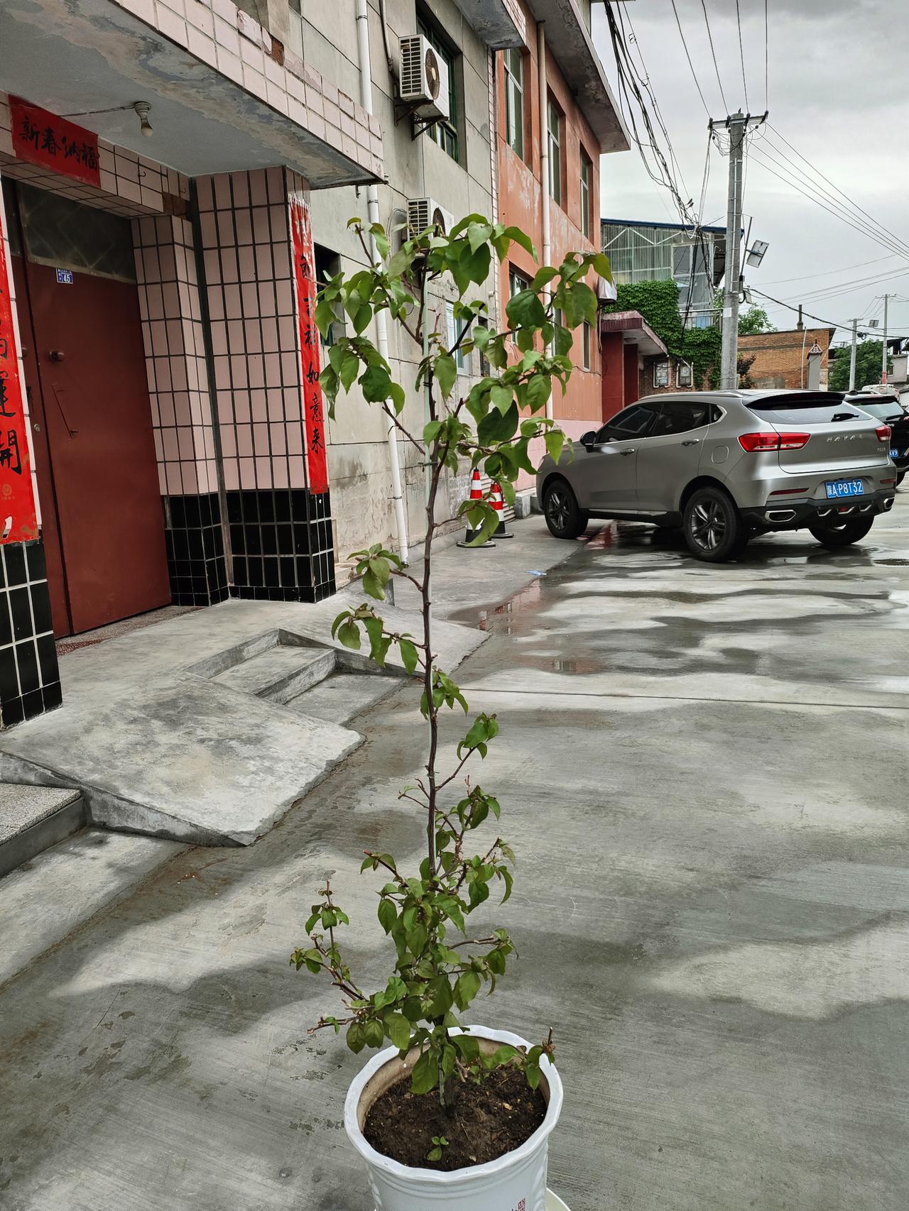 日子平淡温柔，小树慢慢生长，三餐四季，平安顺遂，万物向阳，岁岁欢喜🌿