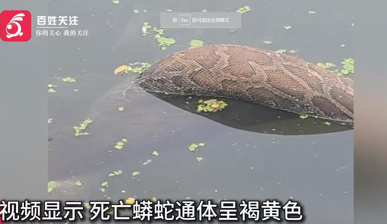江苏一河道漂浮约2米长蟒蛇尸体，躯干紧紧缠绕枯木嘴张开，当地：在河道内漂浮多日，