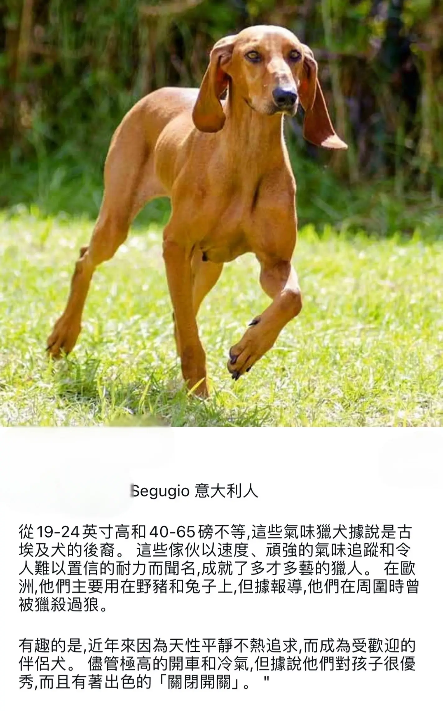 意大利segugi