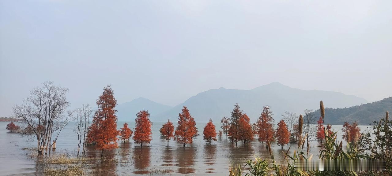 黄岩长潭水库的水位和往年一比，确实提高了好多啊，往年水库水位线只有25米上下，露