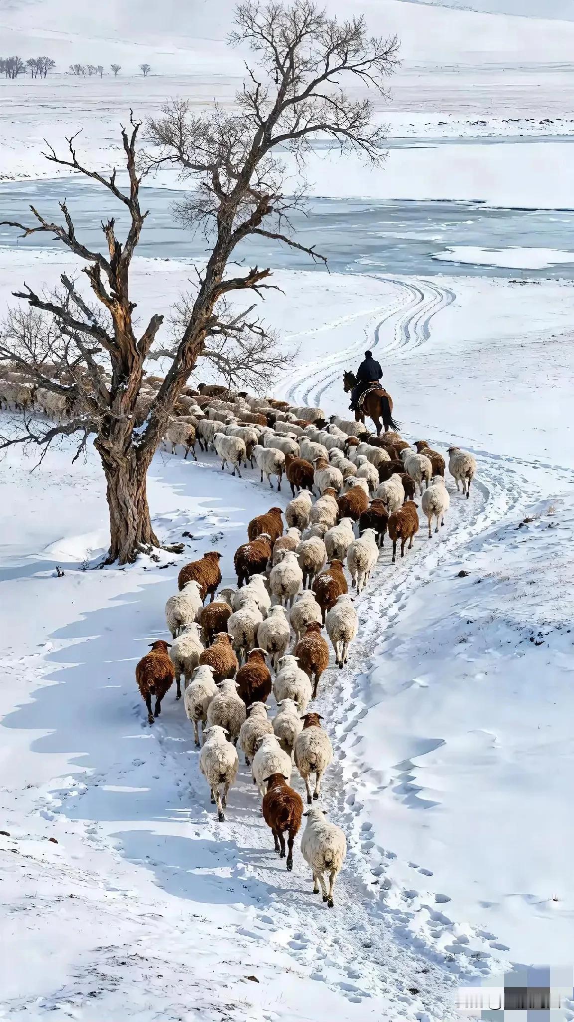 牧羊人纵马驰骋，引领着一群羊在雪地中缓缓前行。牧羊人 牧羊人放牧 漠北牧羊人