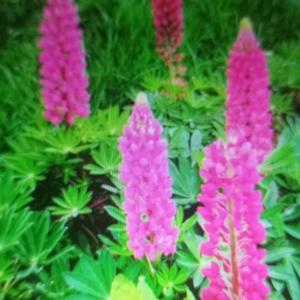 热情的香香姥姥